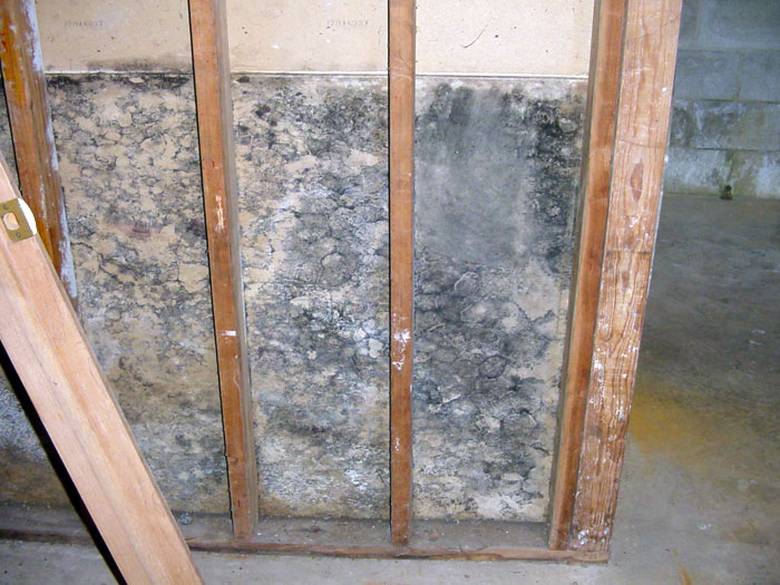 Moisture and mold damage in unfinished basement before proper finishing